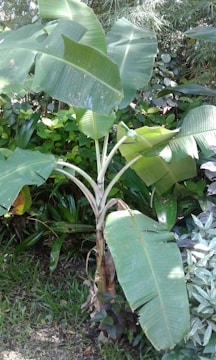 A banana plant with large green leaves is surrounded by various other lush green plants and foliage. The leaves have some tears and imperfections, and the plant is set against a backdrop of dense vegetation.