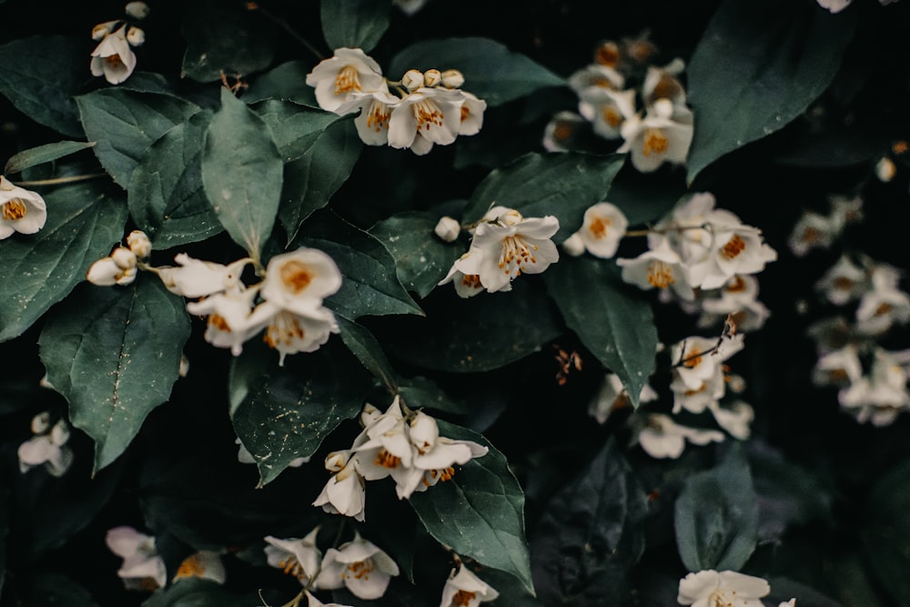 close up photography of white flowers