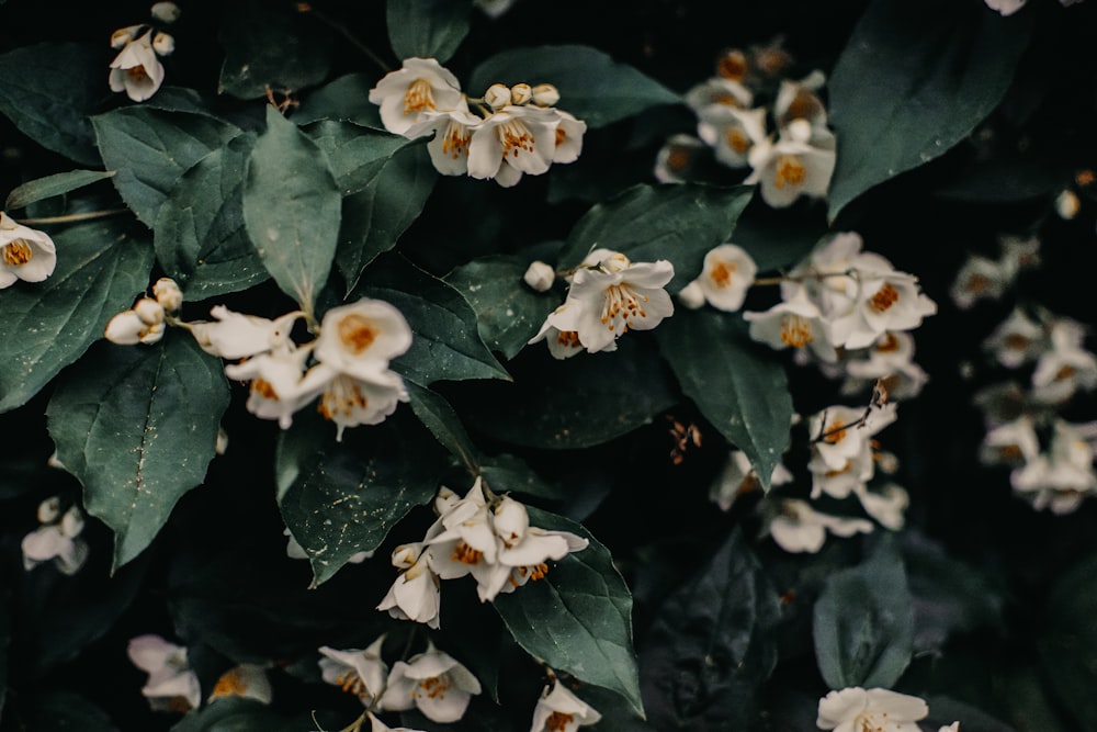 fotografia ravvicinata di fiori bianchi