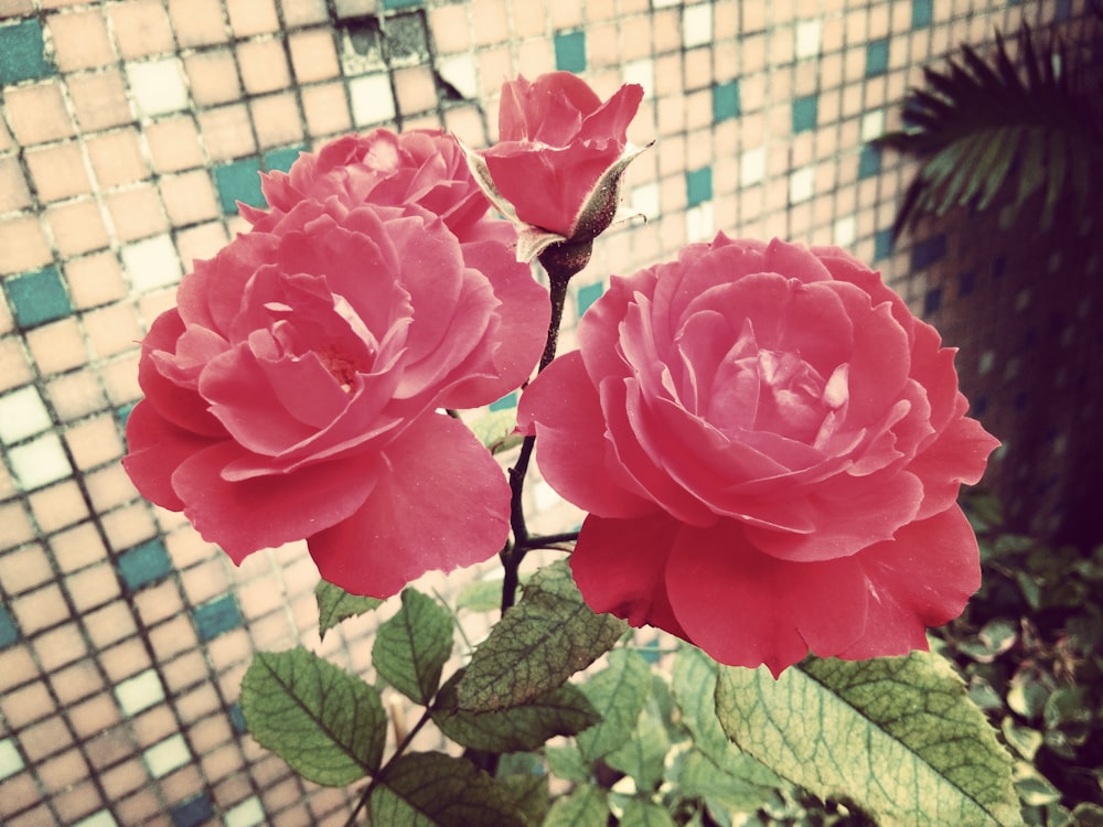 closeup photo of pink roses