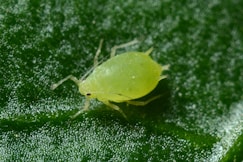 macro photography of green aphid