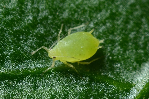 macro photography of green aphid