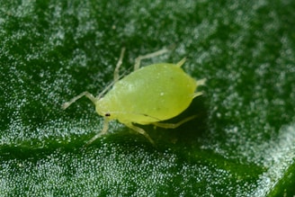 macro photography of green aphid