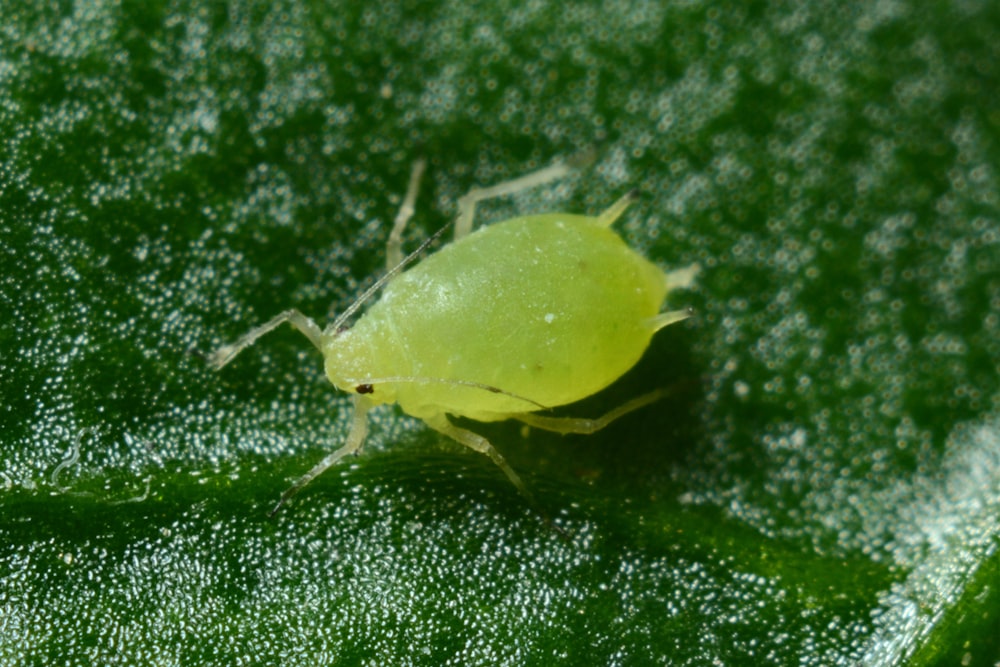 macro photography of green aphid