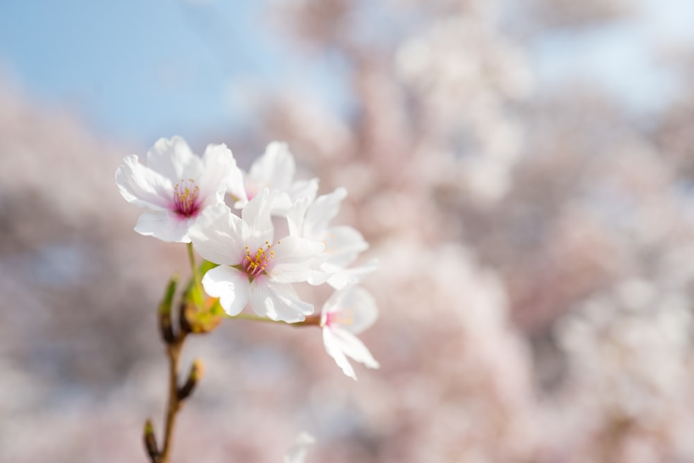 白い花びらの花