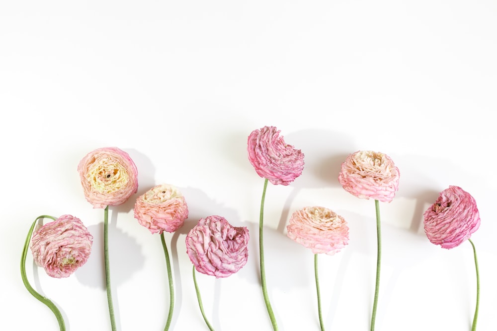 fleurs roses sur fond blanc