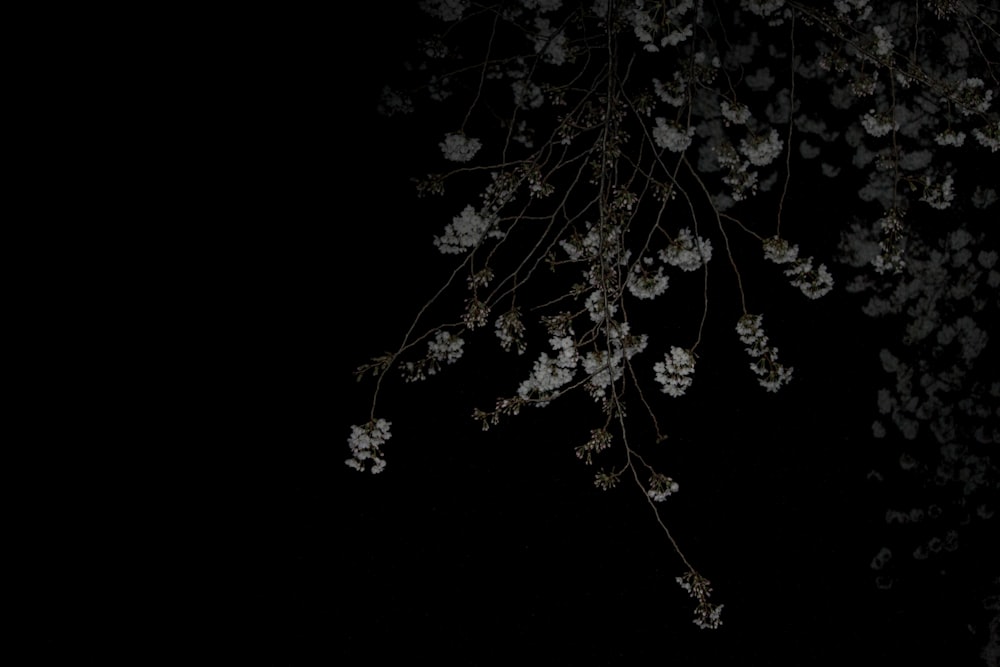 a tree with white flowers in the dark