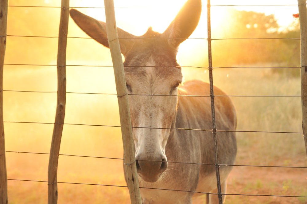 Fotografia de foco raso de burro marrom