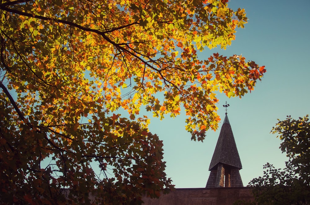 yellow leafed tree near concrete building at daytime