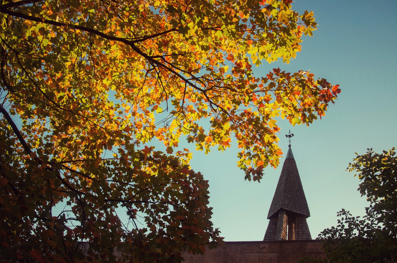 Sigma AF 10-20mm F4-5.6 EX DC sample photo. Yellow leafed tree near photography