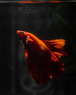 Close-up of an Oscar fish with intense orange and black colors against a deep green aquatic background.