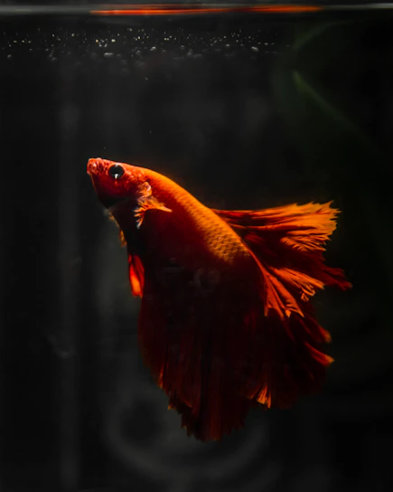 Close-up of an Oscar fish with intense orange and black colors against a deep green aquatic background.