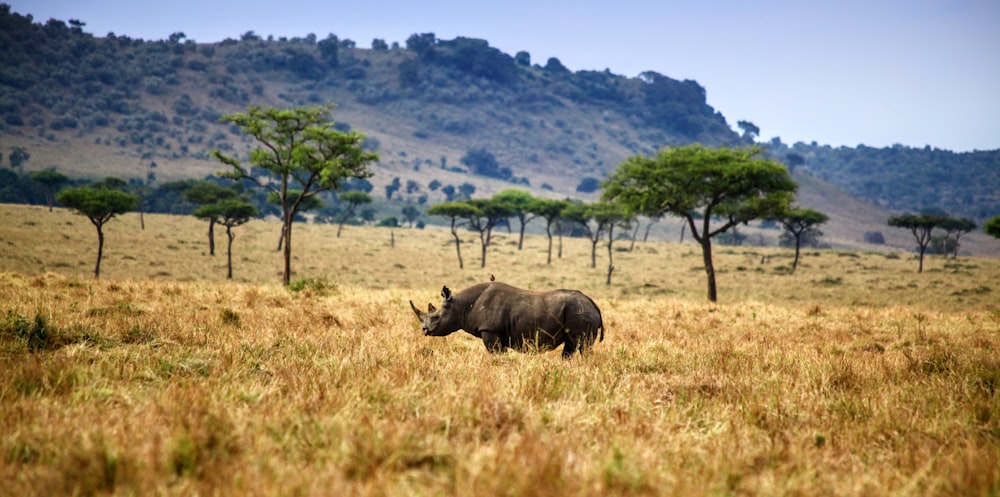 rhinoceros on brown field