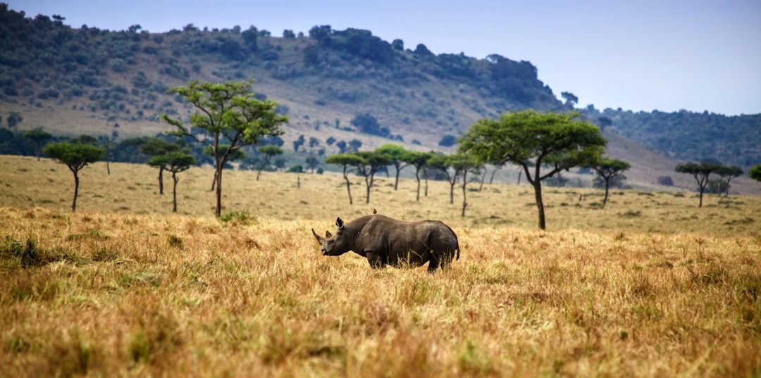 rhinoceros on brown field,