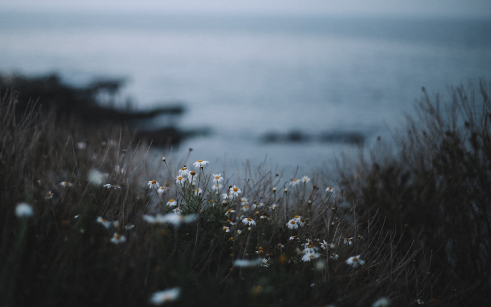 Fotografia a fuoco selettiva di fiori dai petali bianchi