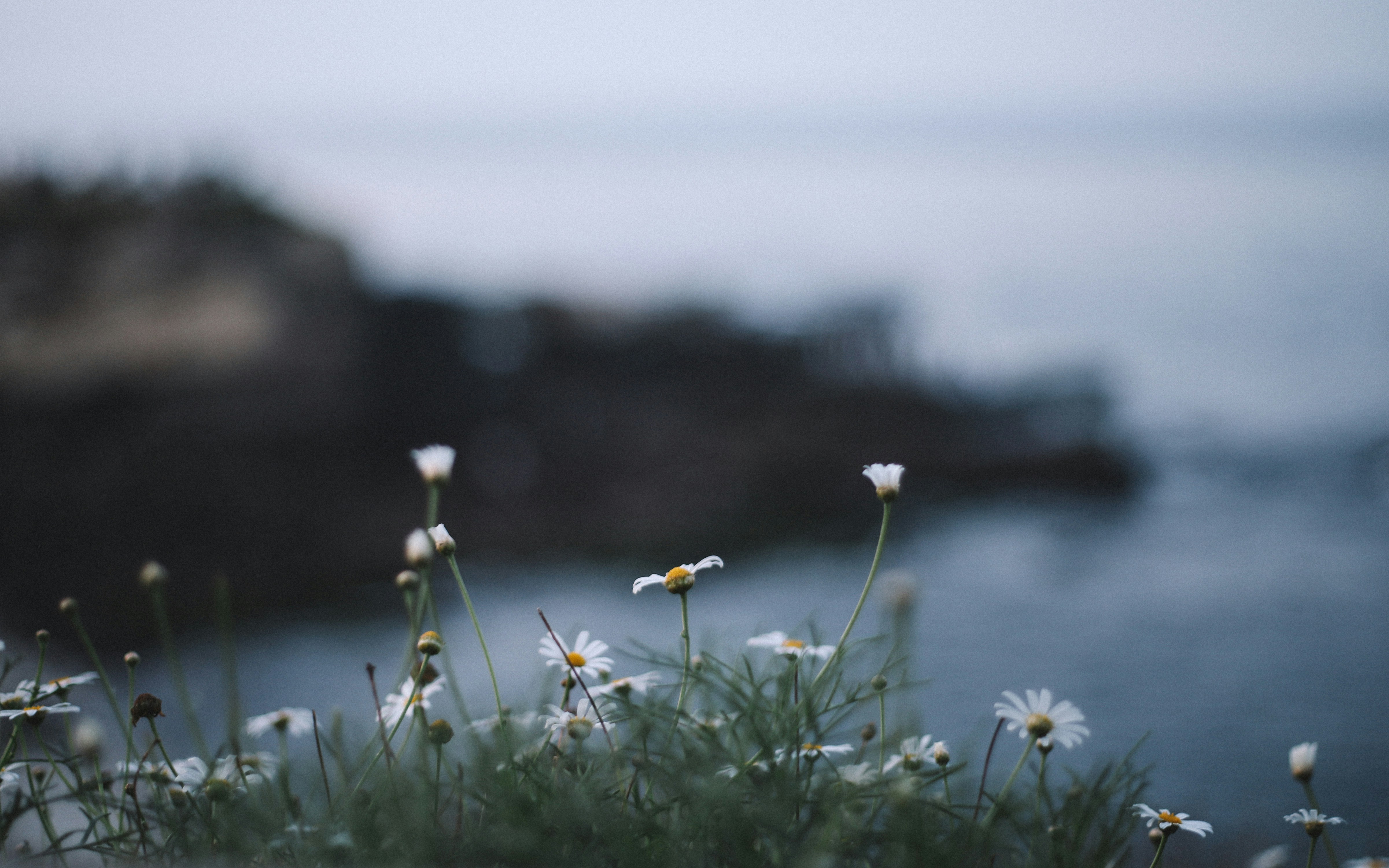 shallow focus photo of white flowrs