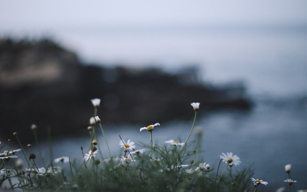 shallow focus photo of white flowrs