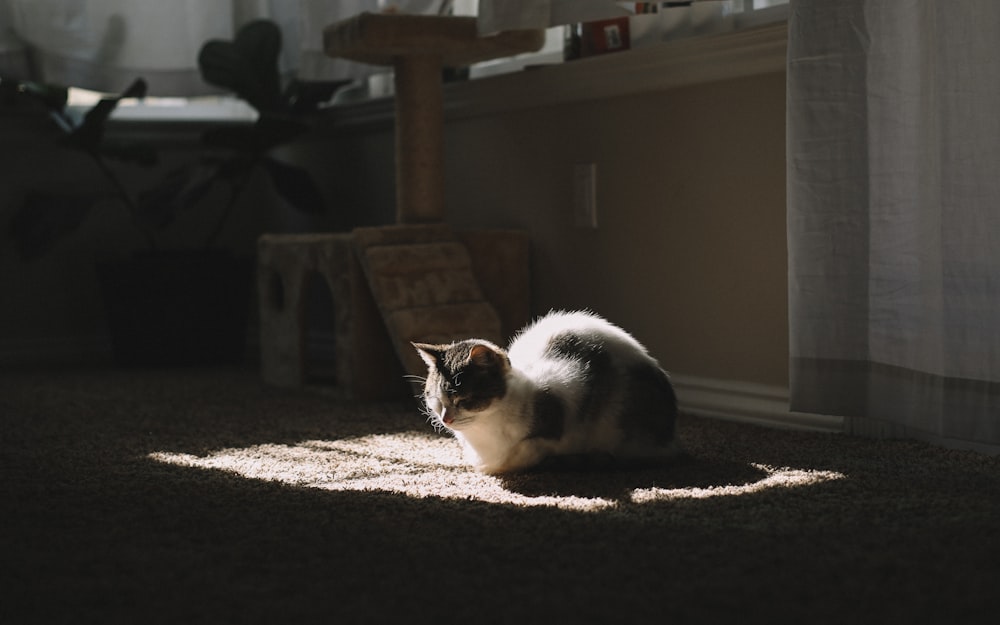 short-furred white and black cat on brown textile