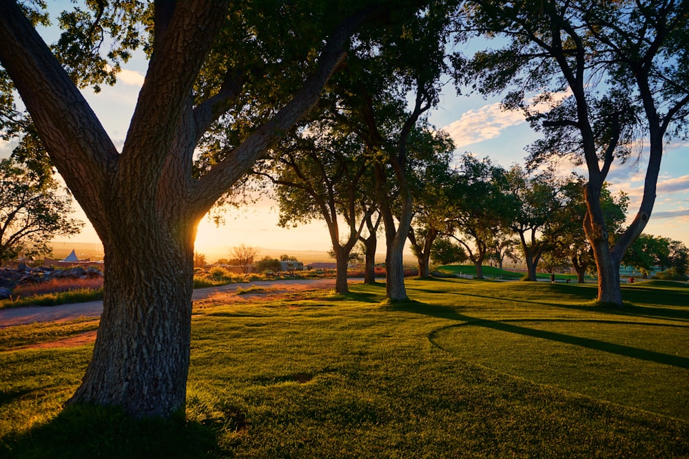 photography of trees and green grass at daytime