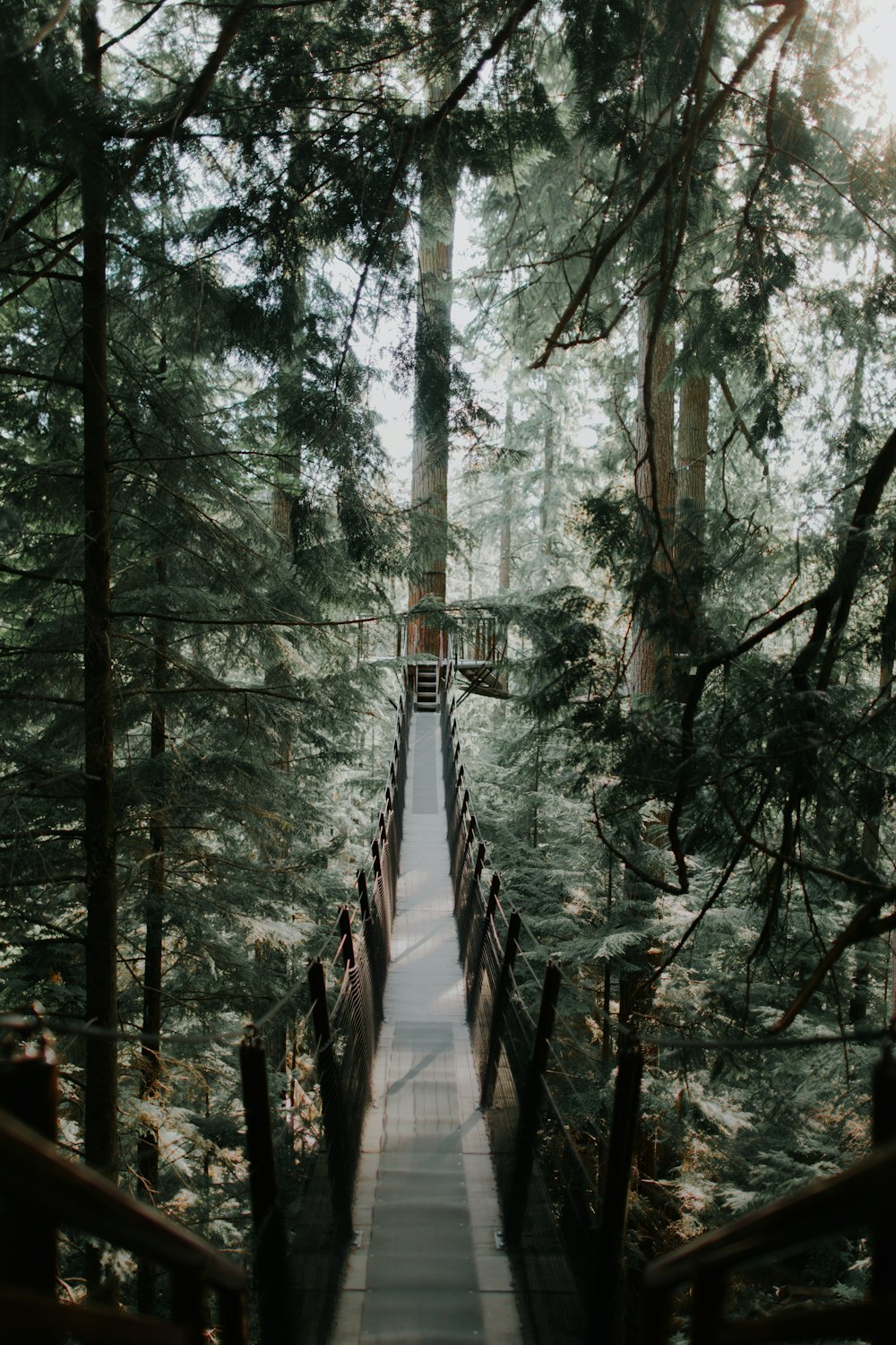 photo of brown wooden tree ladder in forest