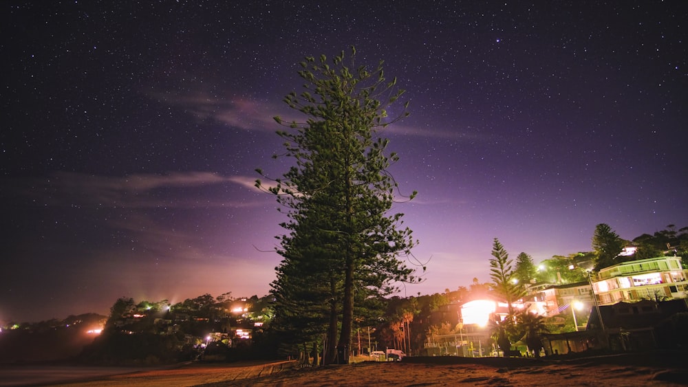 row of pine trees