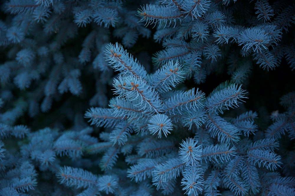 green pine tree filled with snow