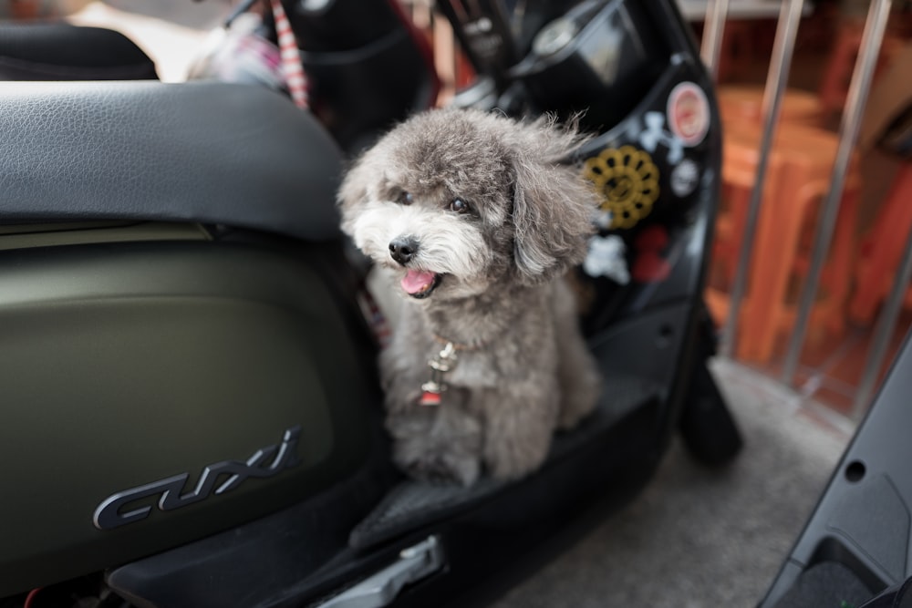 puppy sitting on motorcycle