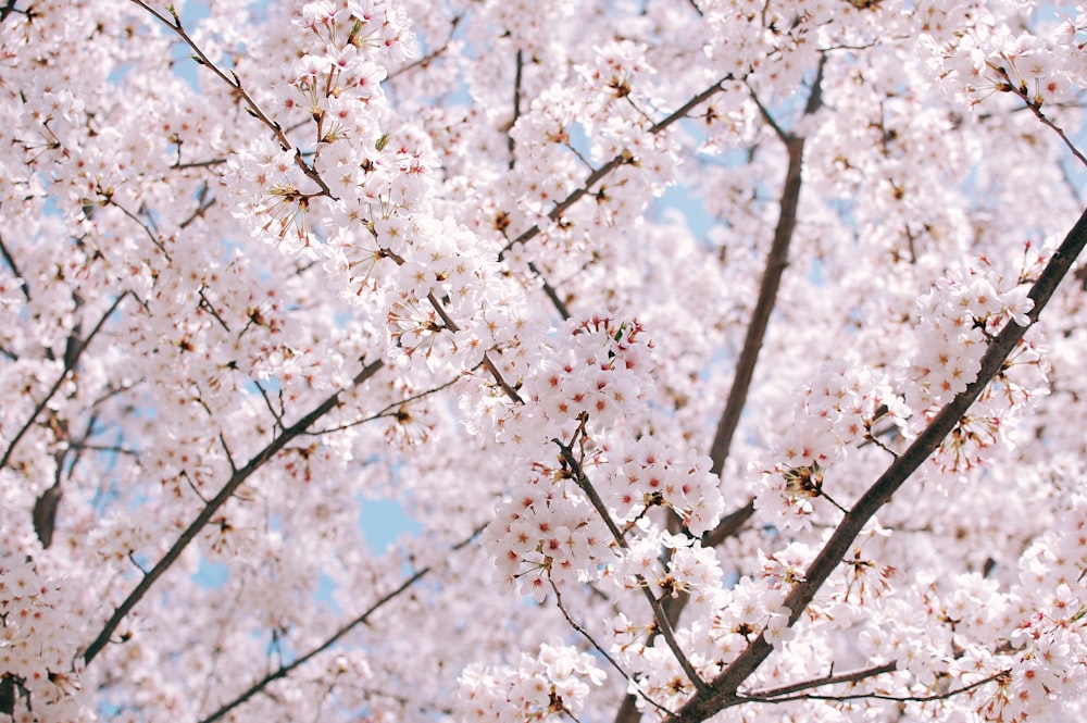 white cherry blossoms