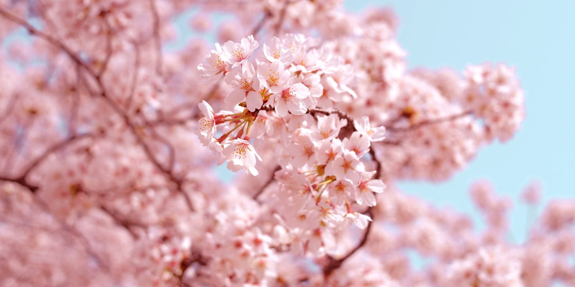 Cover Image for Cherry Blossom Picnic