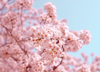 pink flowers