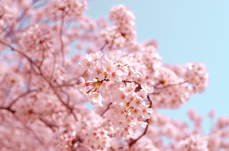 a photo of pink blossoms on a tree
