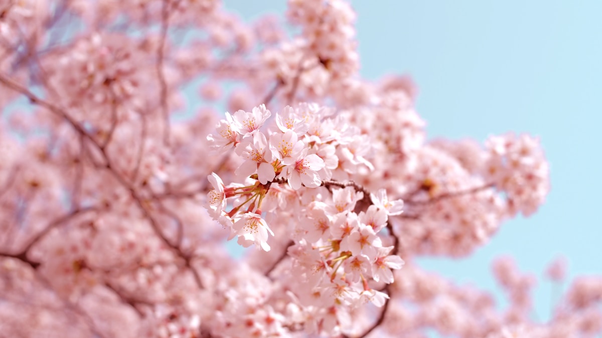 桜・お花見の撮影ガイド