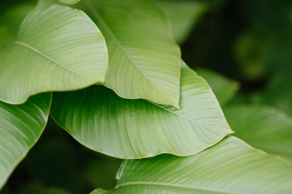 green leaf