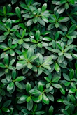 green rubber plant in closeup photography