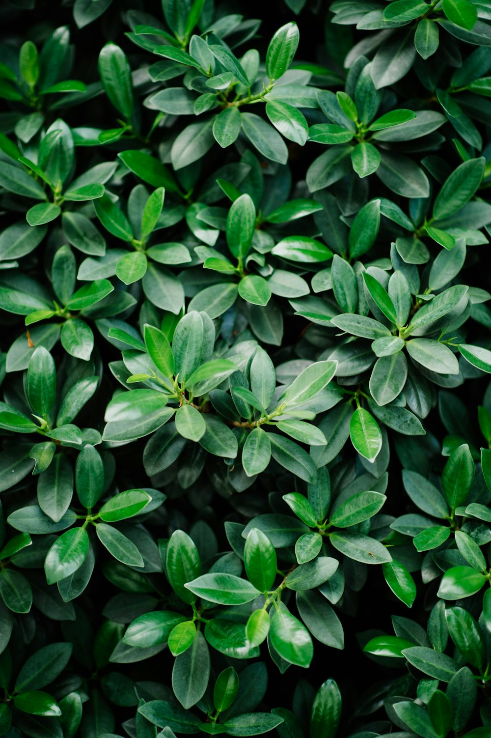 green rubber plant in closeup photography