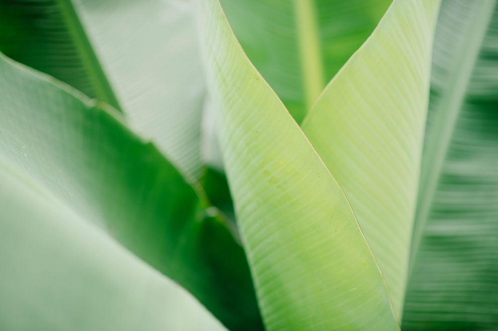 green banana leaf