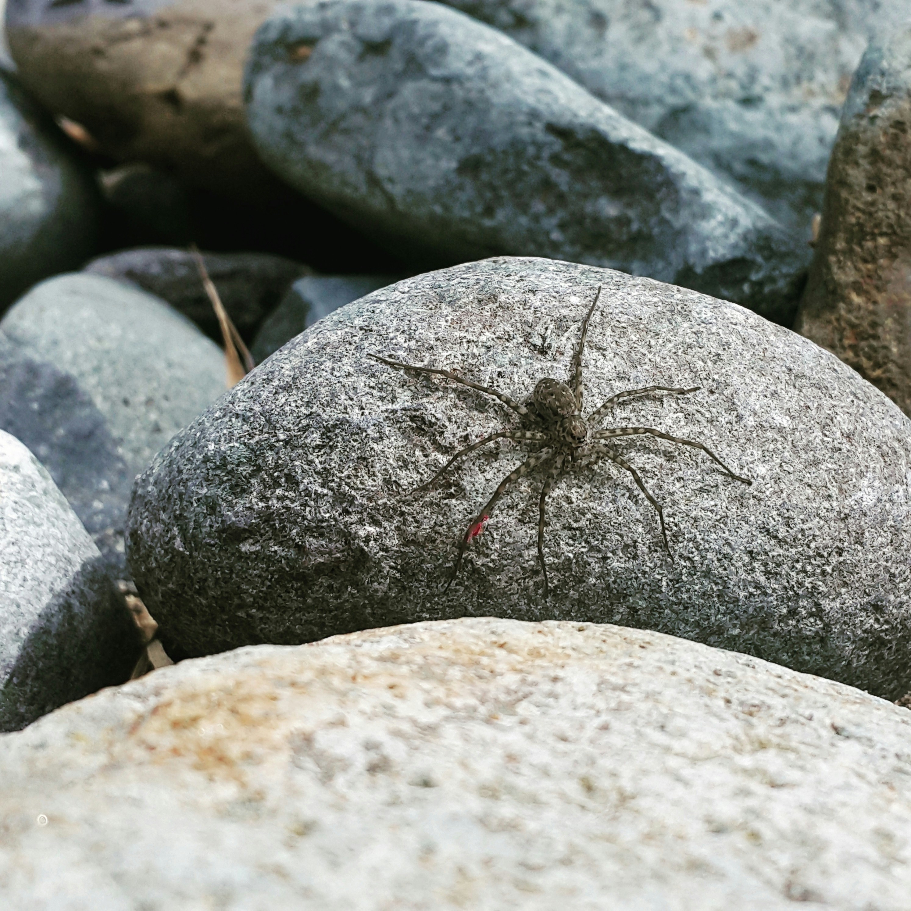 Exploring the Mystique of the Snow Spider in Tibet and the Himalayas