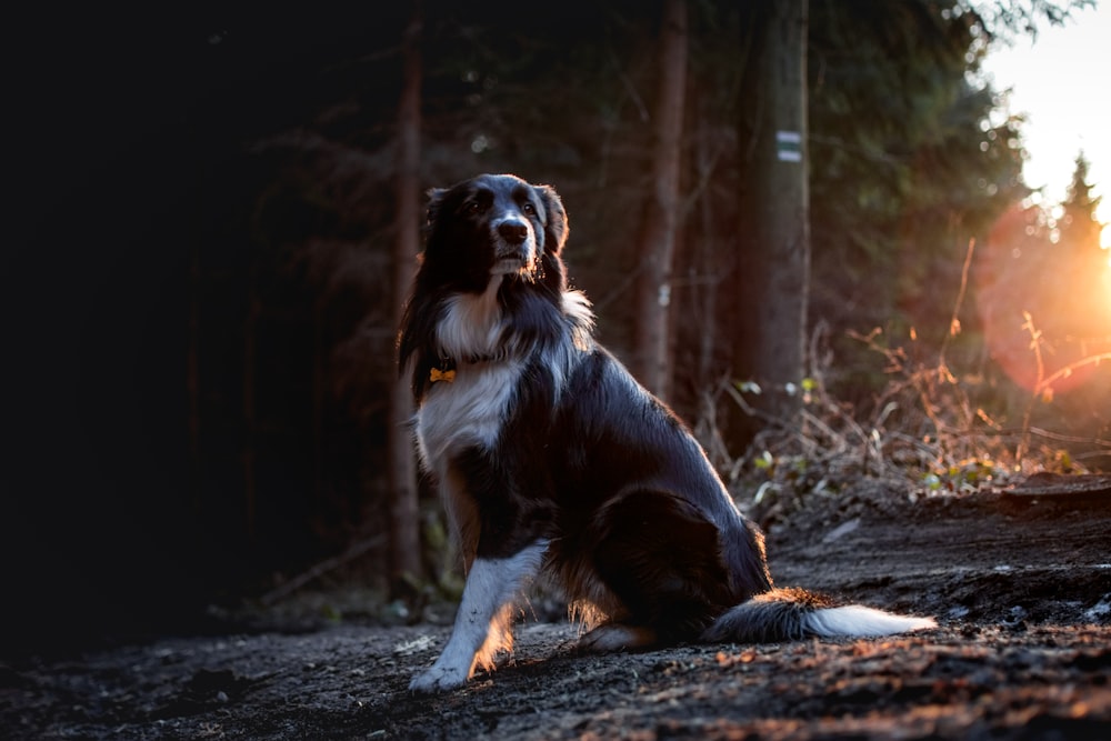 black and white dog on road