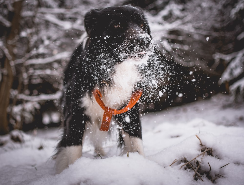 black and white dog playing in snow