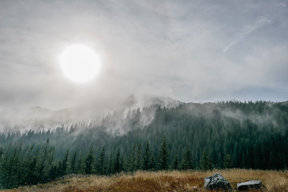 arbres à feuilles vertes sur les pieds de la peinture de montagne