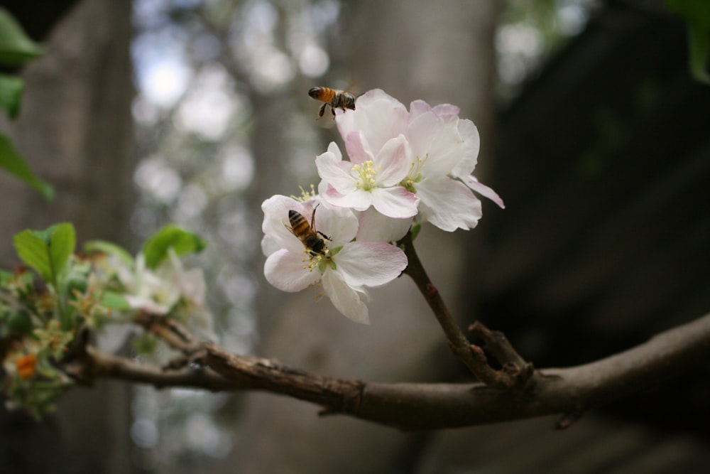 two yellow bees nectar picking on white petaled flower