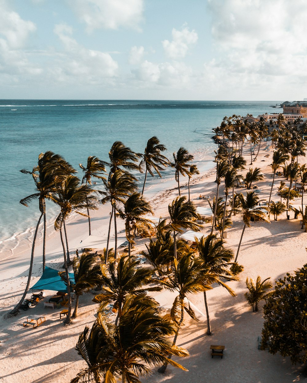 green trees in front of ocean