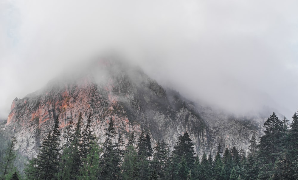 mountain surrounded by forest