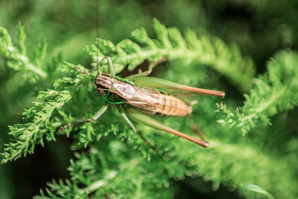 brown and green grasshopper perching on green plant