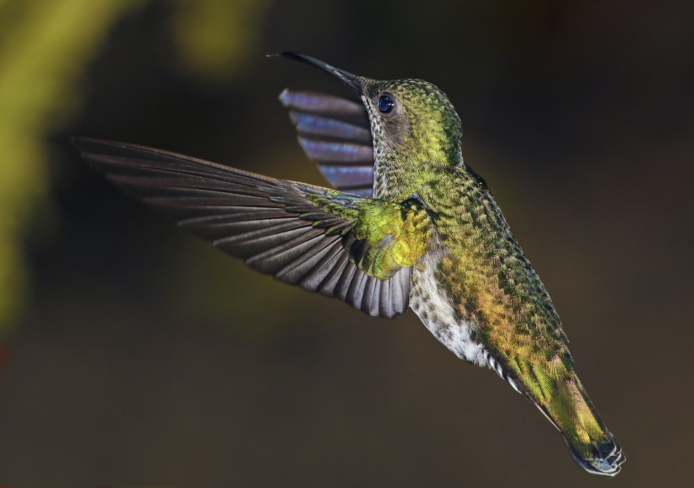 녹색과 검은 색새의 얕은 초점 사진