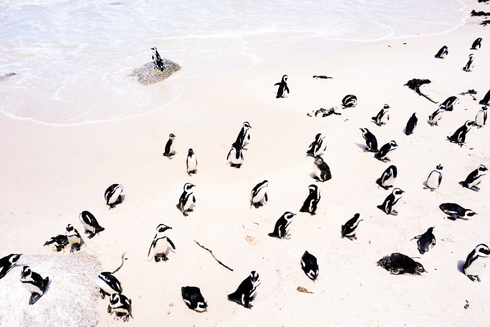 海岸線を向いたペンギンの群れ