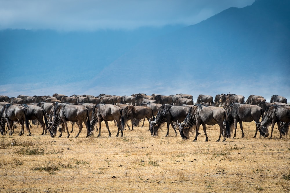 herd of black animal