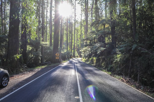 Black Spur Drive things to do in Badger Creek