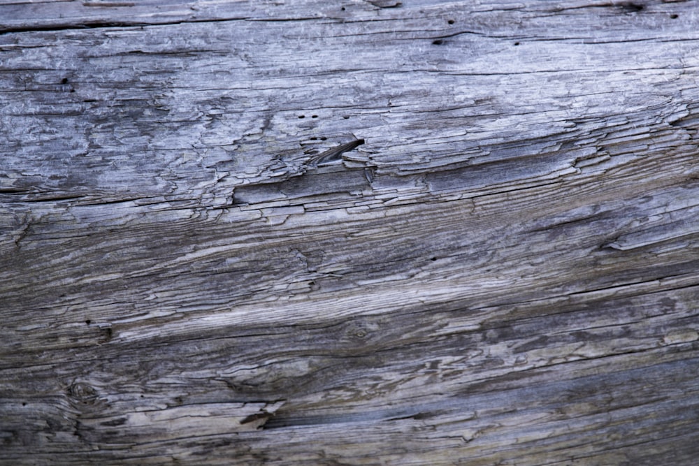 foto ravvicinata del tronco di legno grigio