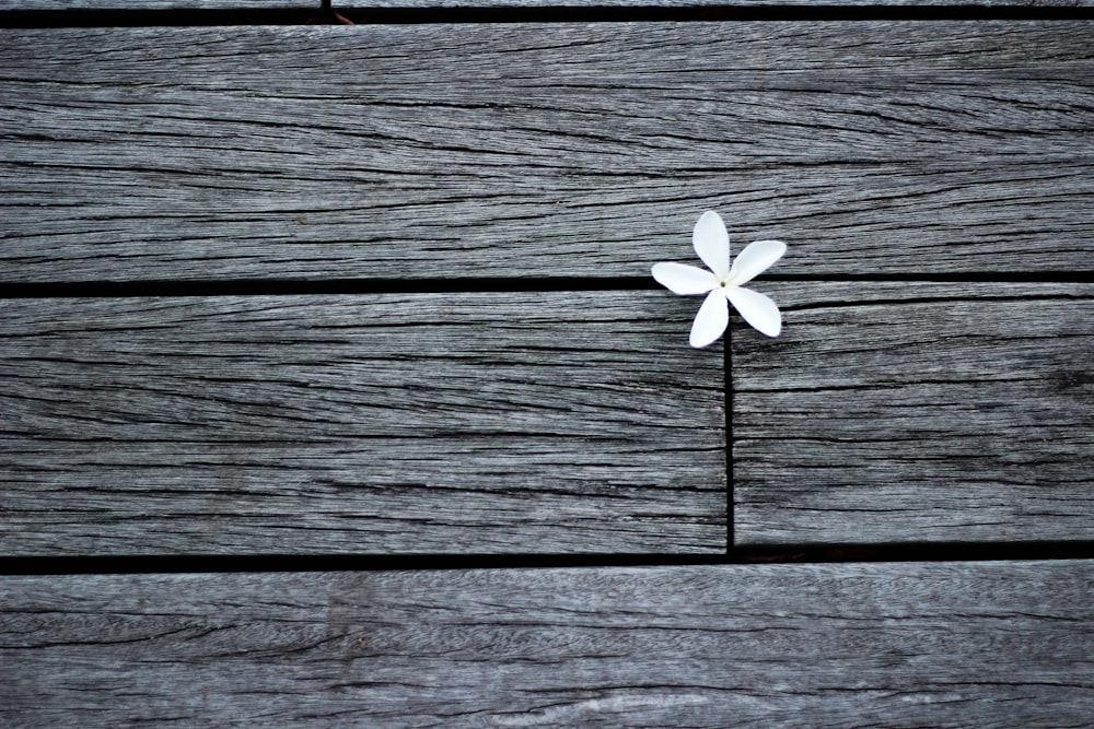 weiße Blume auf braunen Holzbrettern